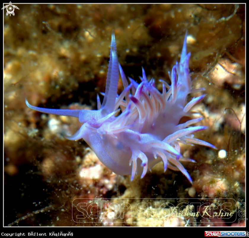 A Nudibrunch