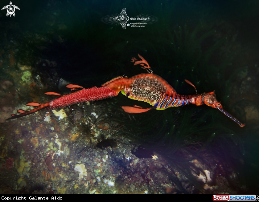 A Weedy Seadragon 