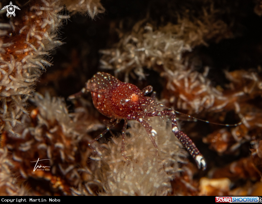 A Whitefoot shrimp