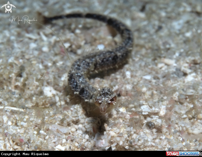 A Shortfin Pipefish