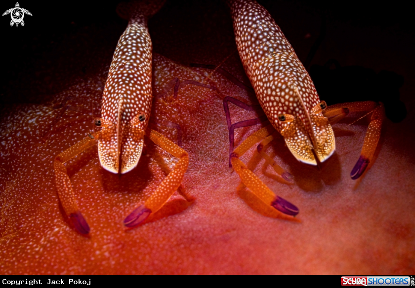 A Emperor shrimps