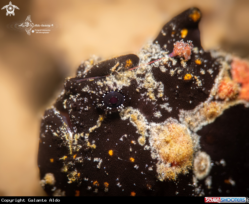 A Painted Frogfish 