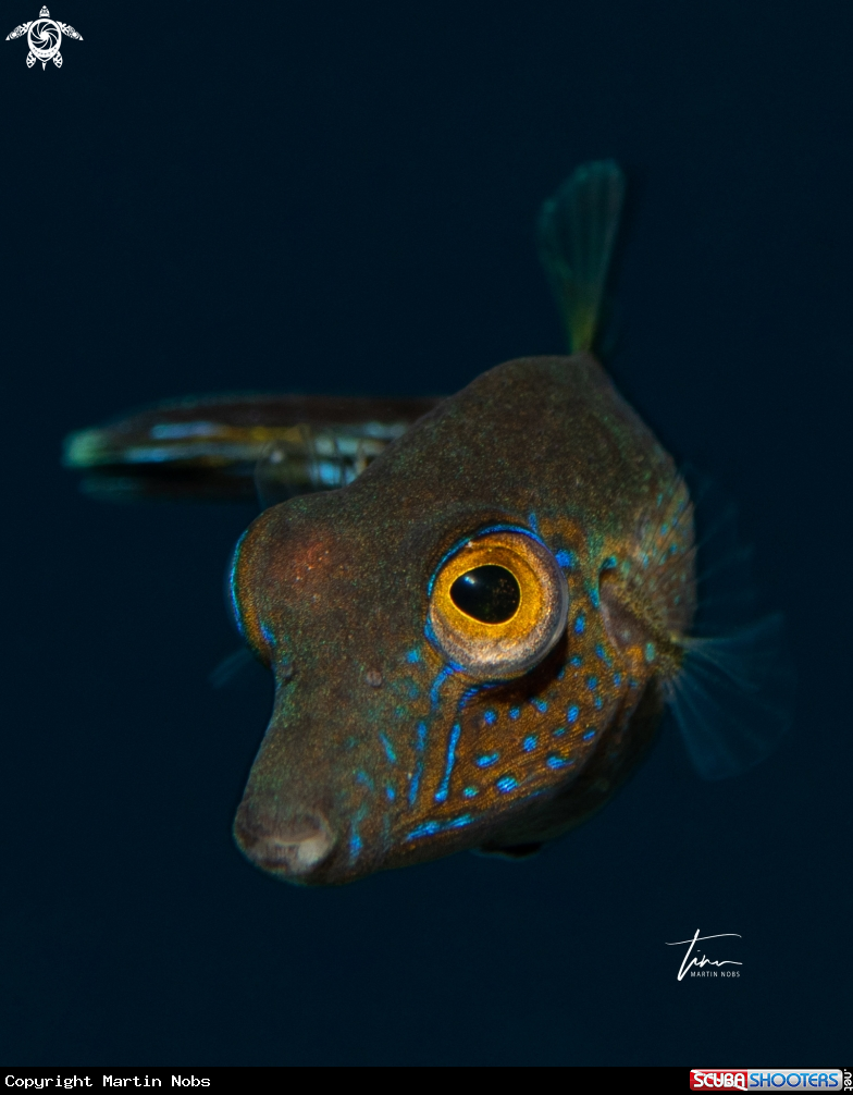 A Sharpnose Puffer