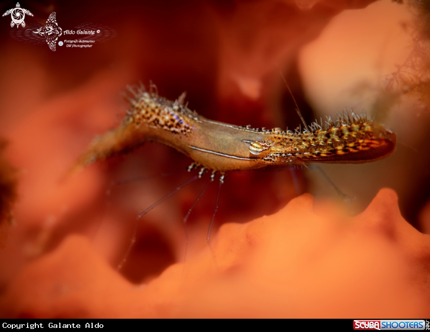 A Donald Duck Shrimp 