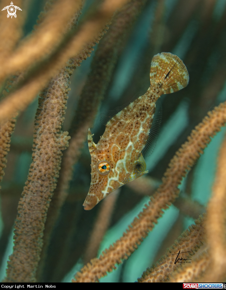 A Slender Filefish