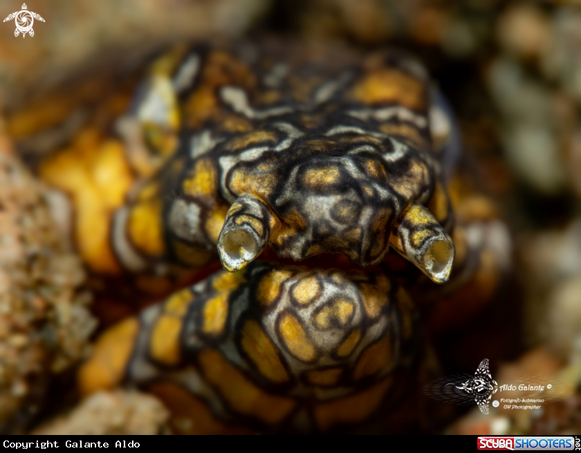 A Napoleon Snake Eel