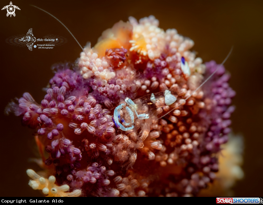 A Magnificent Anemone Shrimp