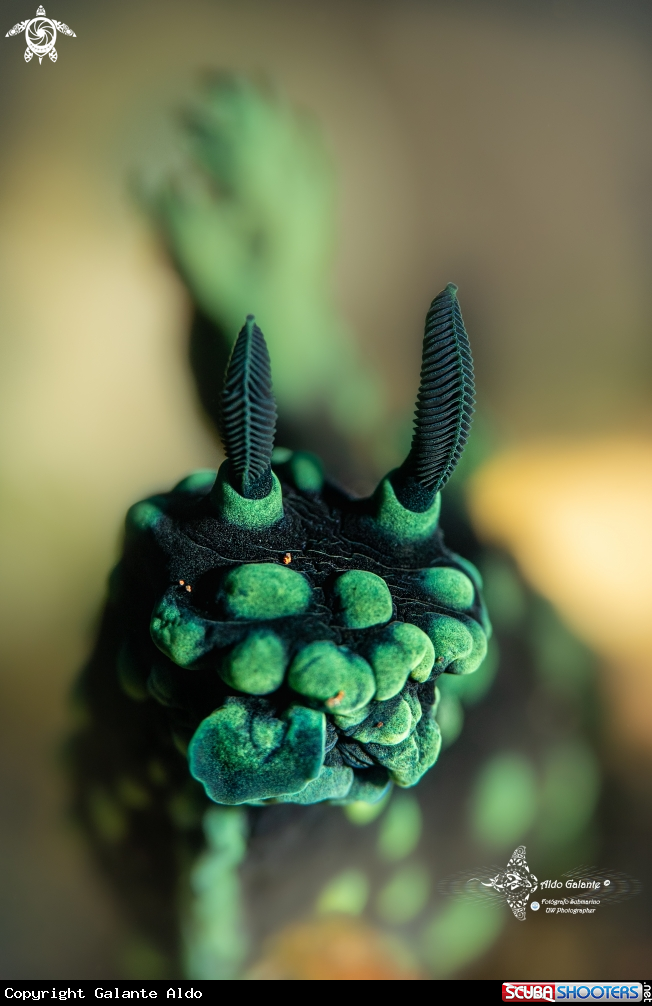 A Nudibranch