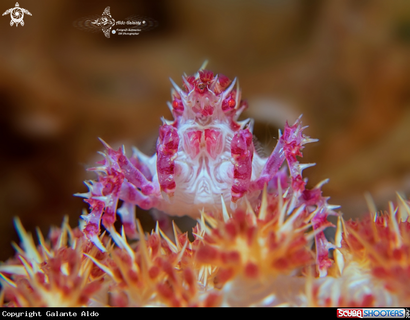A Candy Crab