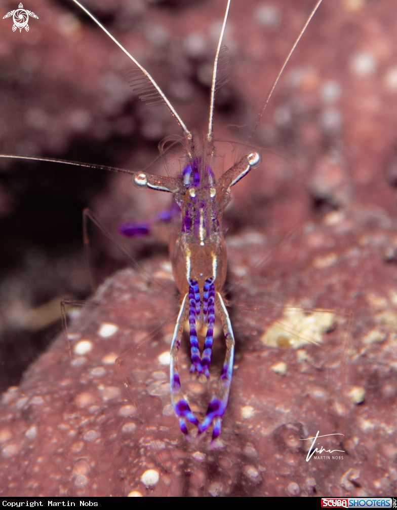A Pederson's Cleanershrimp