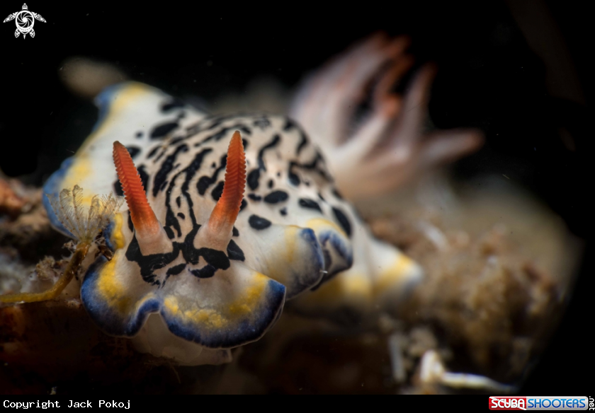 A Hypselodoris maritima