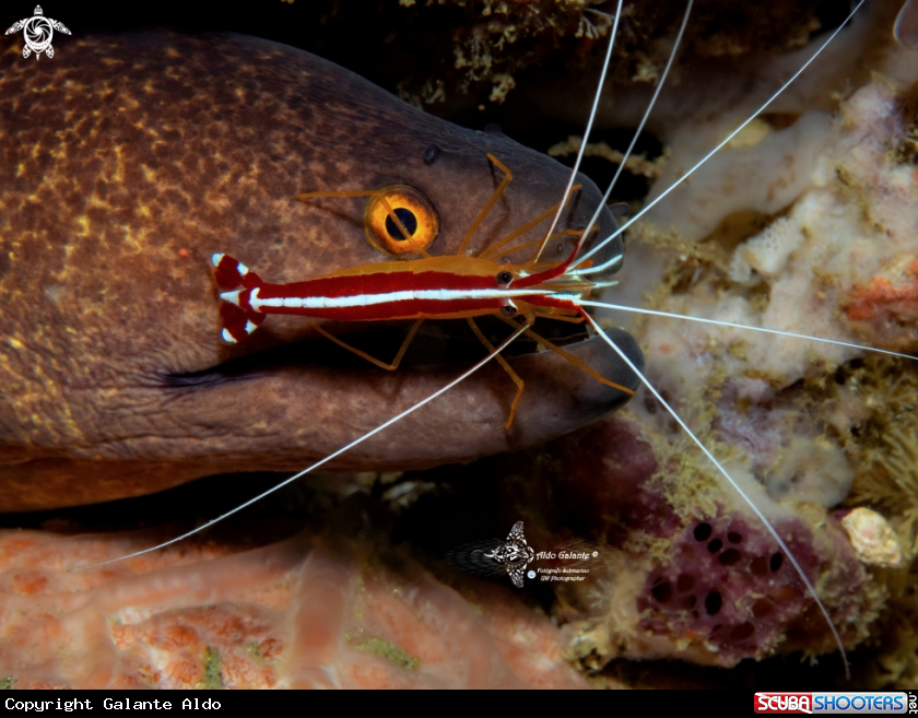 A Moray Eel - Shrimp.