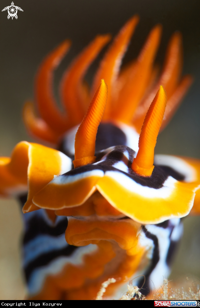 A Chromodoris magnifica