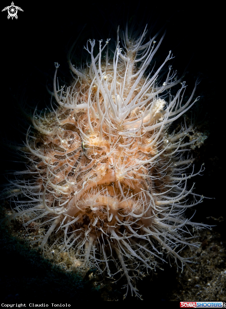 A Hairy Frogfish