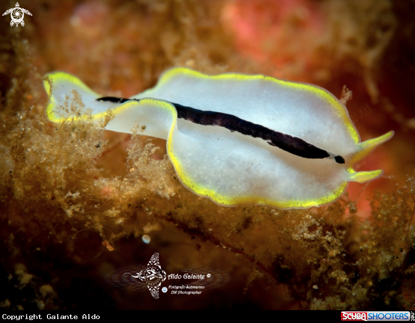 A Flatworm