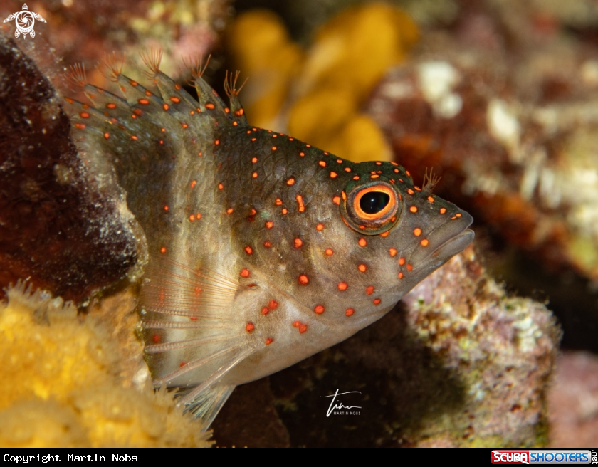 A Redspotted Hawkfish