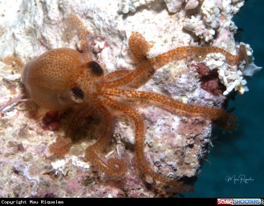 A Atlantic Pygmy Octopus