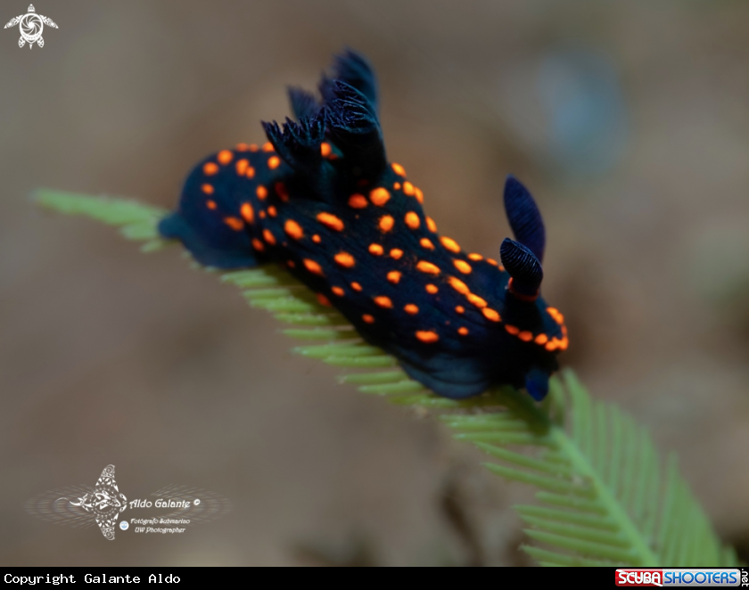 A Nembrota Nudibranch 