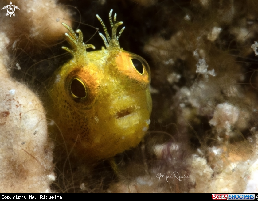 A Roughhead Blenny