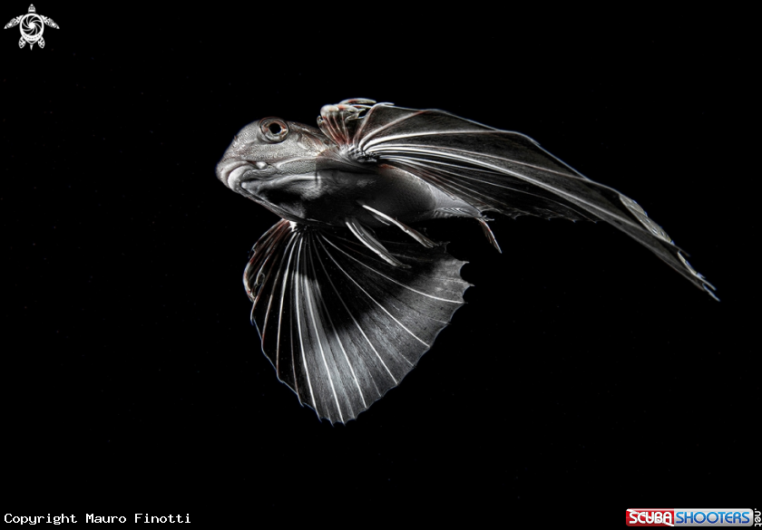 A Owl Fish