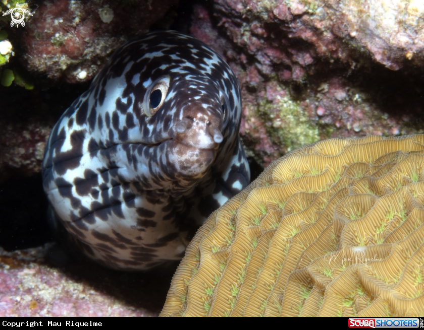 A Spotted Moray
