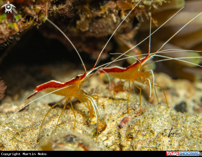 A Scarlet-striped Cleanershrimp