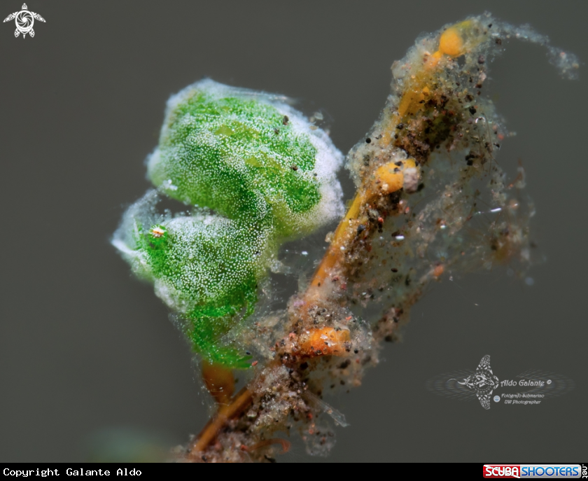 A Green Hairy Shrimp