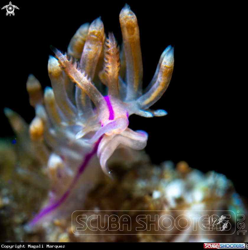 A Flabellina sp.