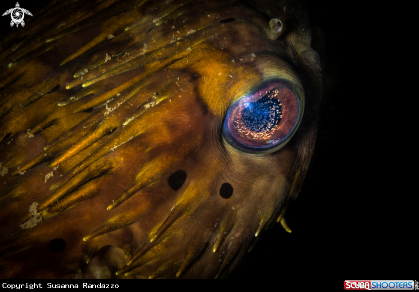 A Puffer fish