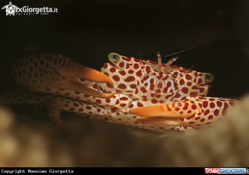 A crab red & white
