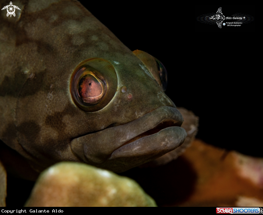 A Grouper