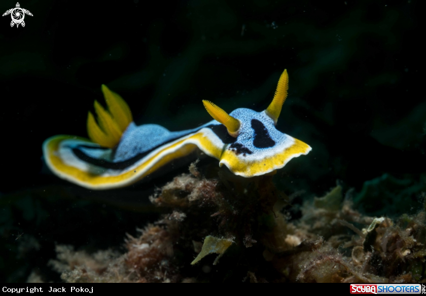 A Chromodoris annae