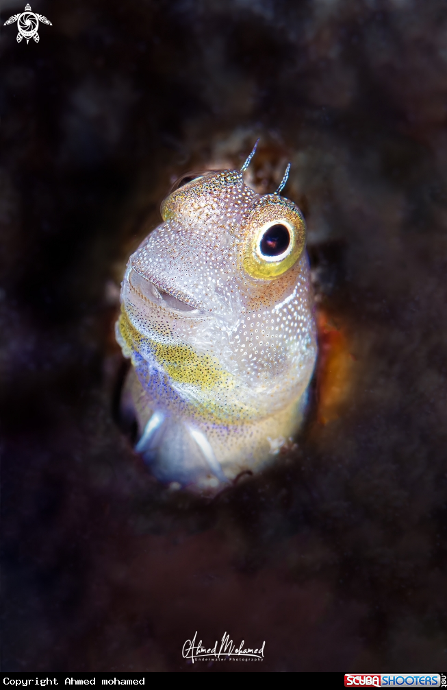 A Blenny