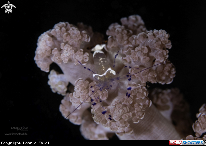 A Cleaner Shrimp