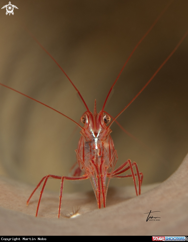 A Peppermint Shrimp