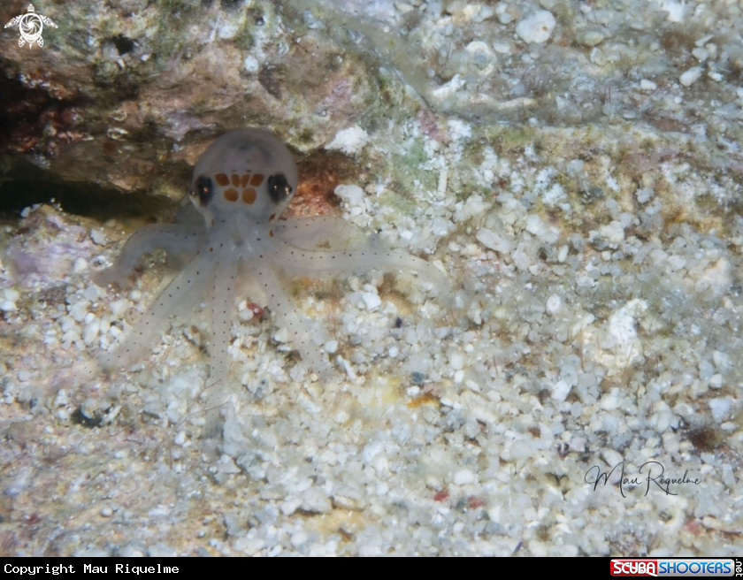 A Octopus