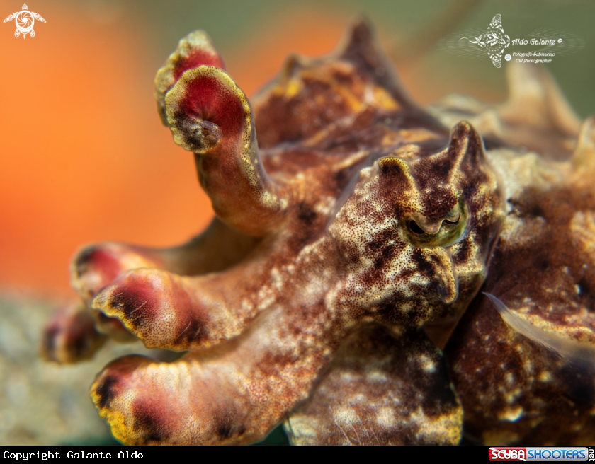 A Flamboyant Cuttlefish