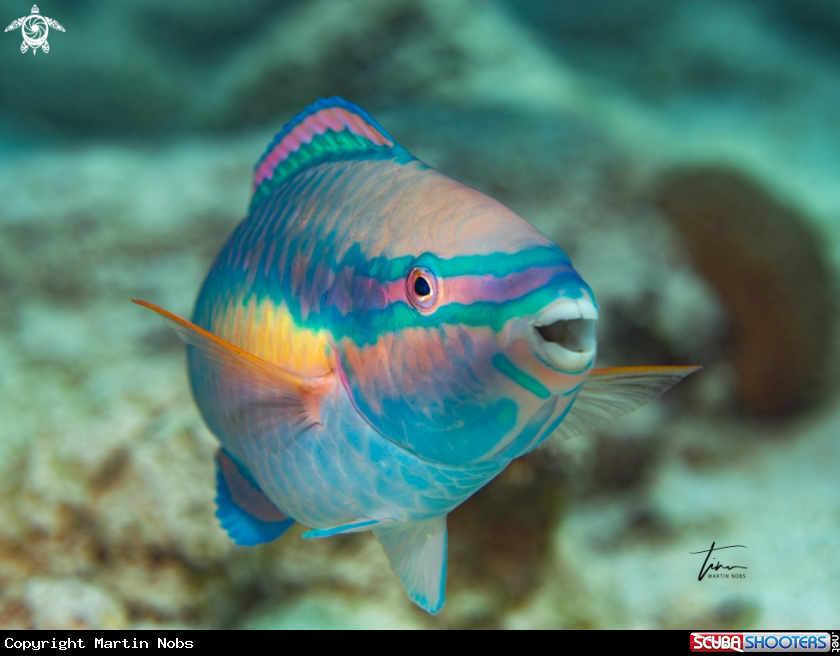 A Princess Parrotfish