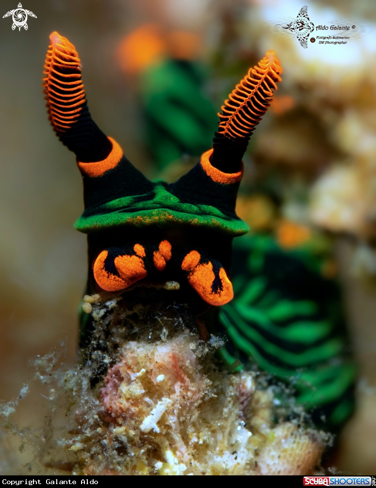 A Nembrotha Nudibranch