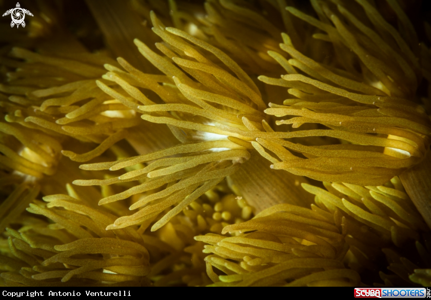 A soft corals