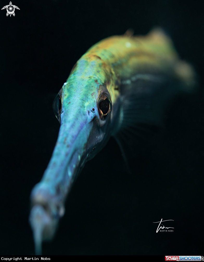 A Trumpetfish