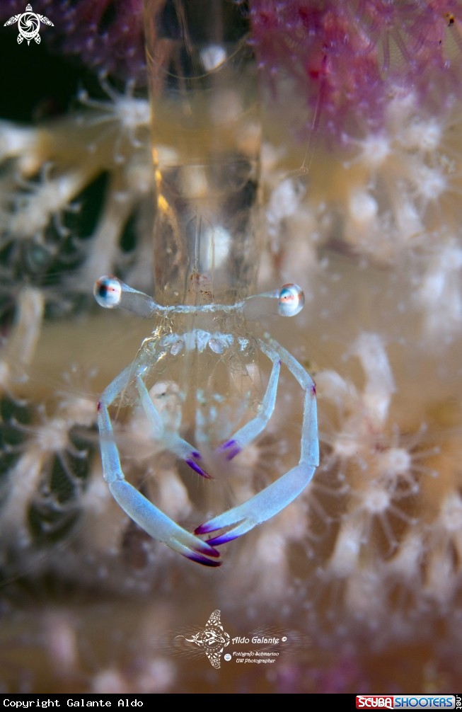 A Magnificent Anemone Shrimp 