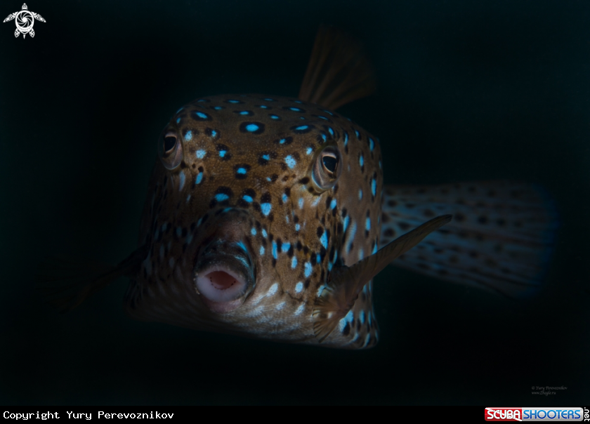 A Spotted