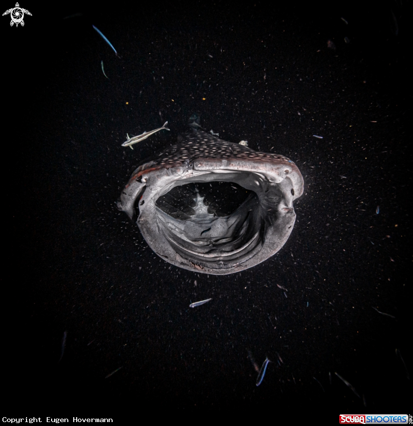 A Hungry Whale Shark