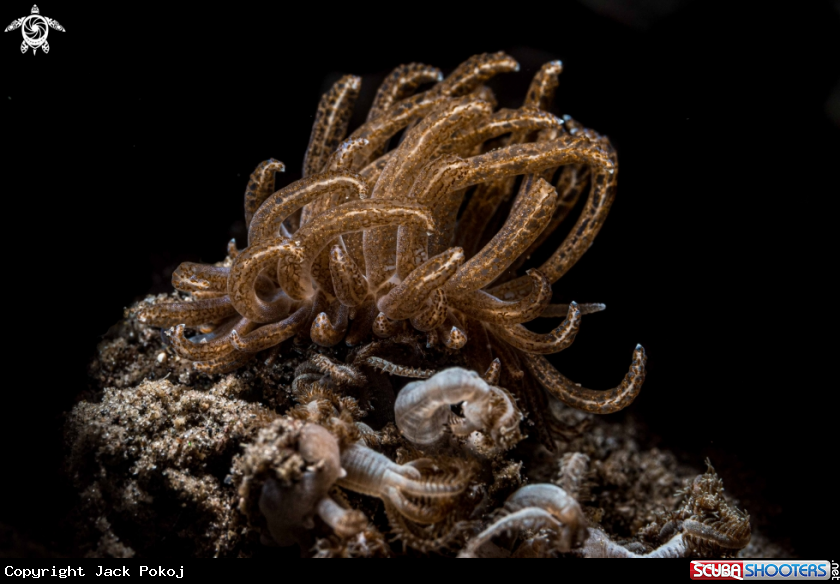A Phyllodesmium crypticum
