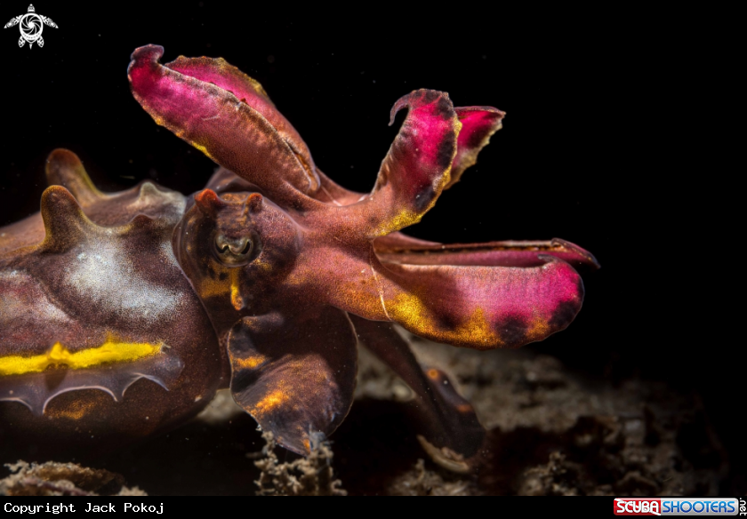 A Flamboyant cuttlefish