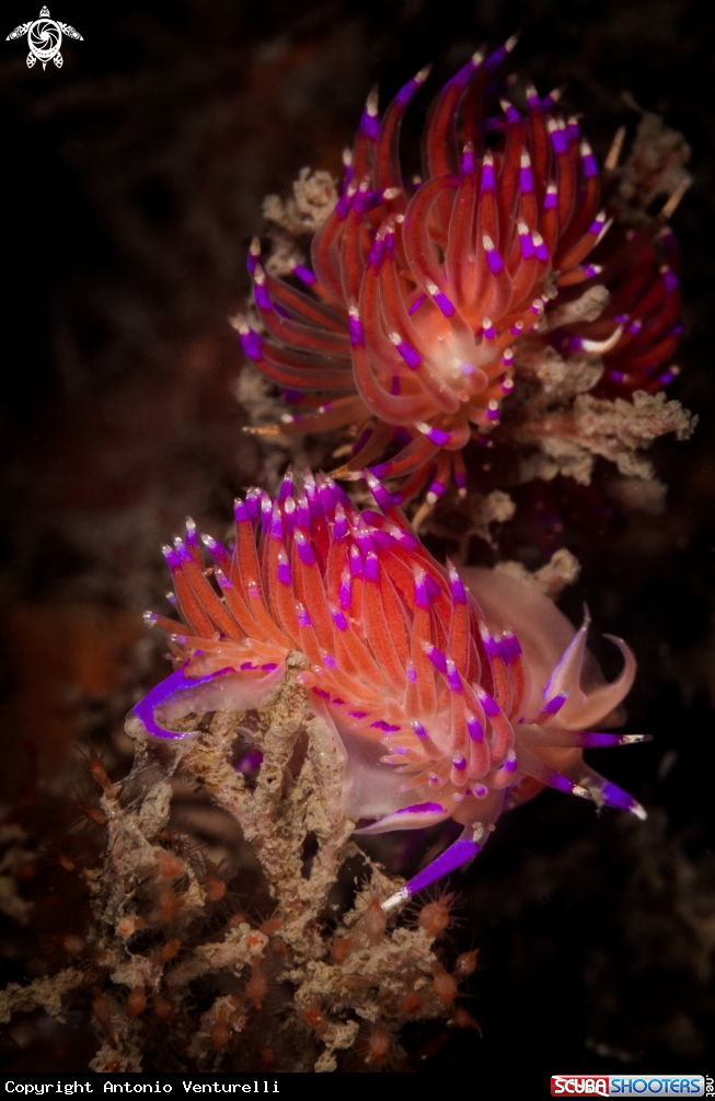 A Red lined Flabellina