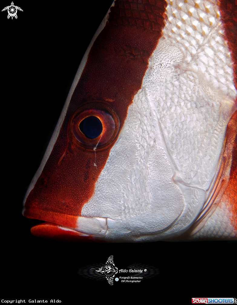 A Emperor Red Snapper