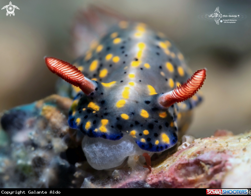 A Hypselodoris Nudibranch