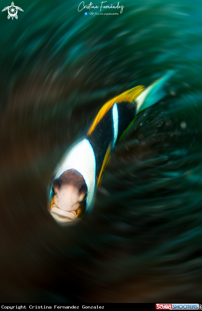 A Clark's anemonefish 